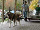 Canine Weight Pull
