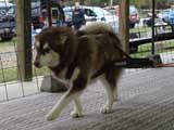 Canine Weight Pull
