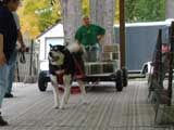 Canine Weight Pull