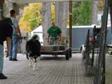 Canine Weight Pull