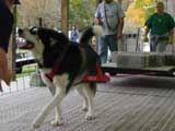 Canine Weight Pull