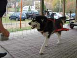Canine Weight Pull