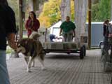 Canine Weight Pull
