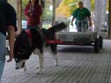 Canine Weight Pull