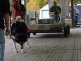 Canine Weight Pull