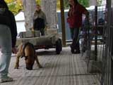 Canine Weight Pull