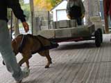 Canine Weight Pull
