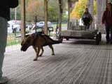 Canine Weight Pull