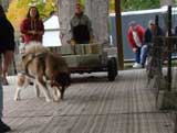 Canine Weight Pull