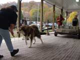 Canine Weight Pull
