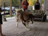 Canine Weight Pull