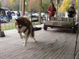 Canine Weight Pull