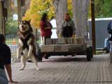 Canine Weight Pull