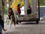 Canine Weight Pull