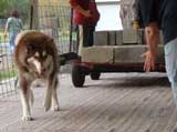 Canine Weight Pull