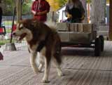 Canine Weight Pull