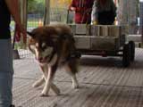 Canine Weight Pull