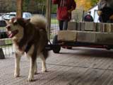 Canine Weight Pull