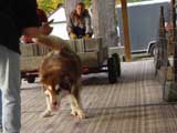 Canine Weight Pull