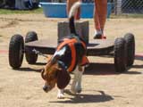 Canine Weight Pull