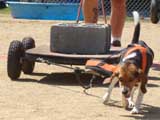 Canine Weight Pull