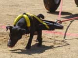 Canine Weight Pull