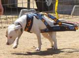 Canine Weight Pull