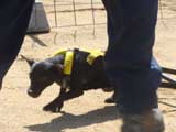 Canine Weight Pull