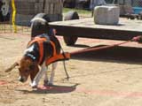 Canine Weight Pull