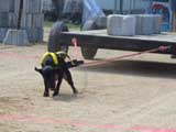 Canine Weight Pull
