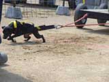 Canine Weight Pull