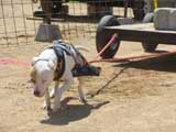 Canine Weight Pull