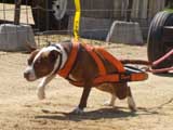 Canine Weight Pull