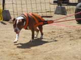 Canine Weight Pull