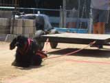 Canine Weight Pull