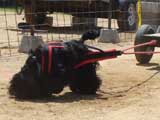 Canine Weight Pull