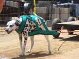 Canine Weight Pull