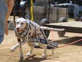 Canine Weight Pull