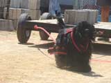 Canine Weight Pull