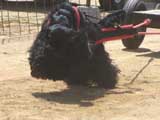 Canine Weight Pull