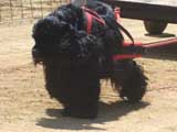 Canine Weight Pull