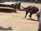 Canine Weight Pull