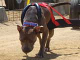 Canine Weight Pull