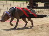Canine Weight Pull