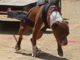 Canine Weight Pull