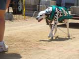 Canine Weight Pull