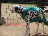 Canine Weight Pull