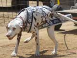 Canine Weight Pull