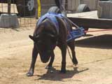 Canine Weight Pull