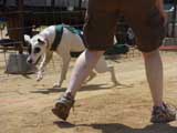 Canine Weight Pull